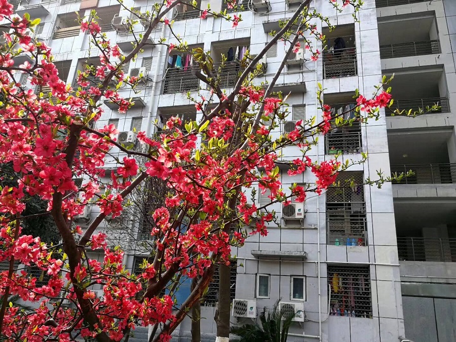 綿陽南山中學(xué)是一所公辦的高中吧？