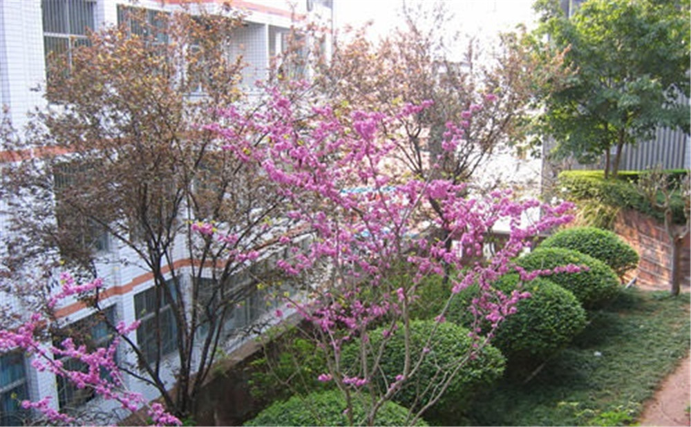 三星中學去年的錄取分數(shù)是多少？