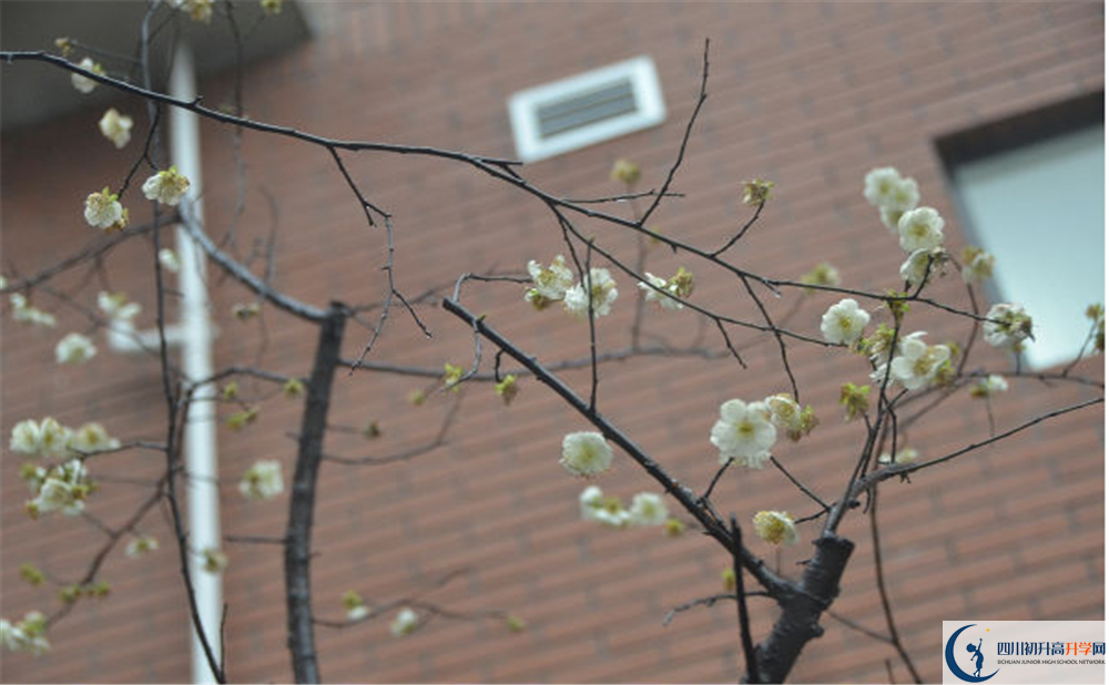 成都樹(shù)德中學(xué)光華校區(qū)自主招生中考網(wǎng)上怎么報(bào)名？