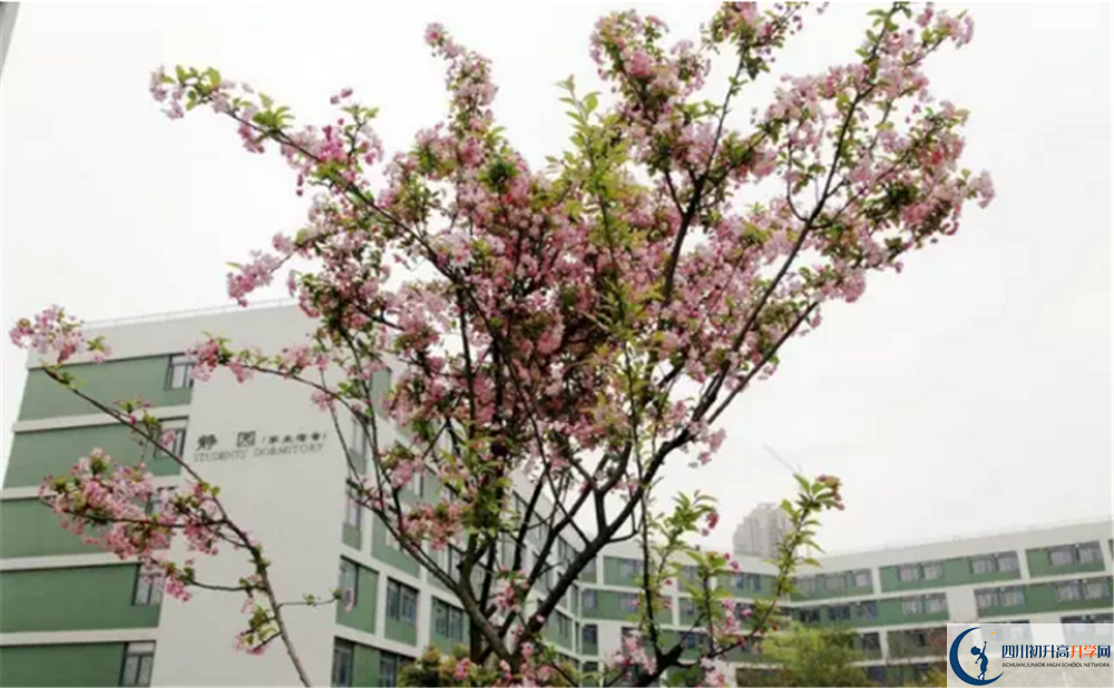 2020成都市泡桐樹中學高考重點大學升學率是多少？